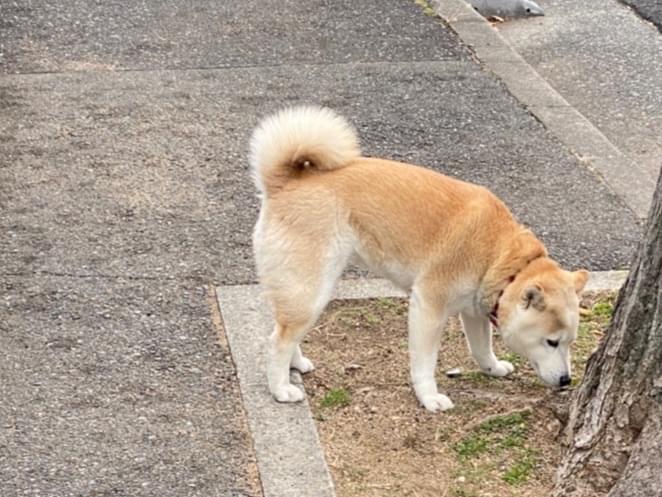 目撃された犬 目撃された犬