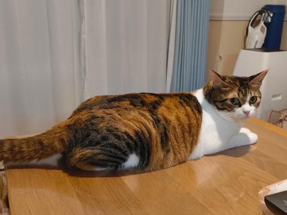 ココちゃん ココちゃん