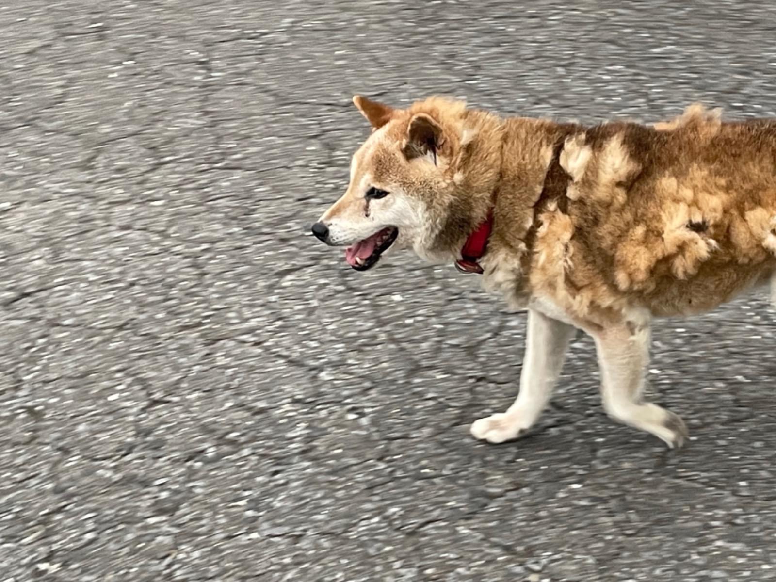 目撃された犬 目撃された犬