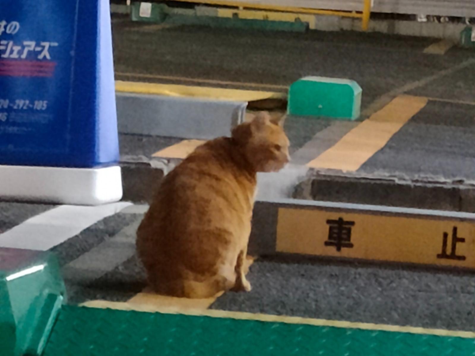 目撃された猫 目撃された猫