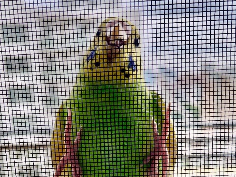 目撃された鳥 目撃された鳥