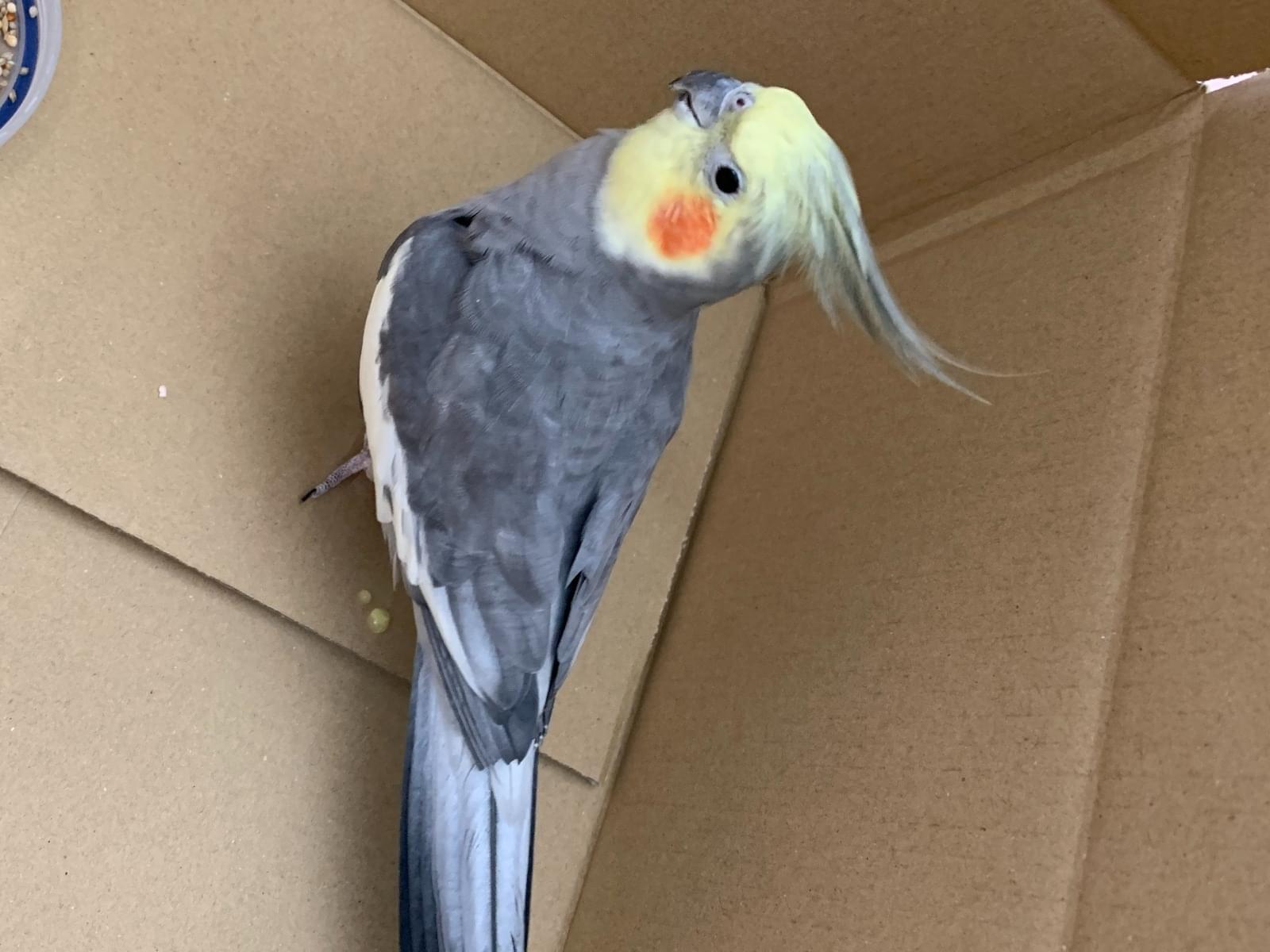 保護された鳥 保護された鳥