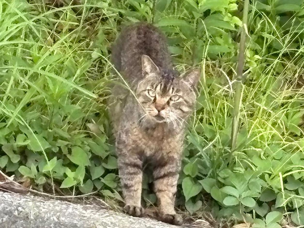 目撃された猫 目撃された猫