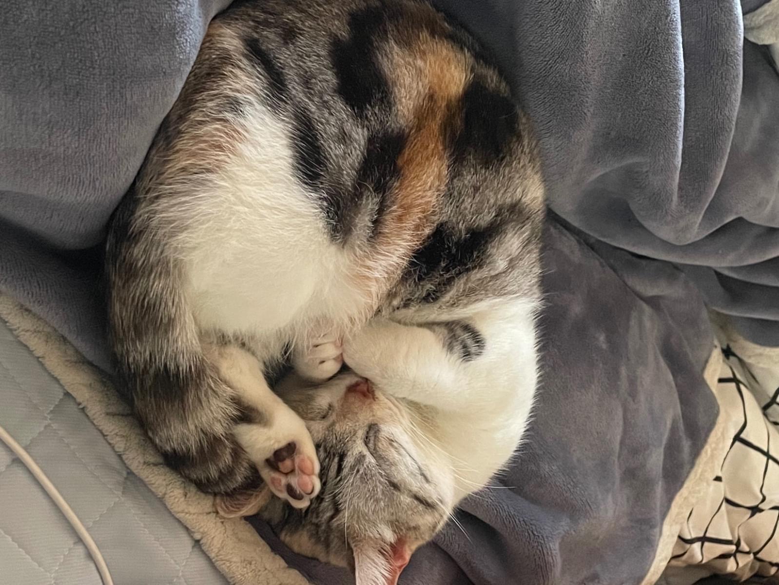 ギロちゃん ギロちゃん