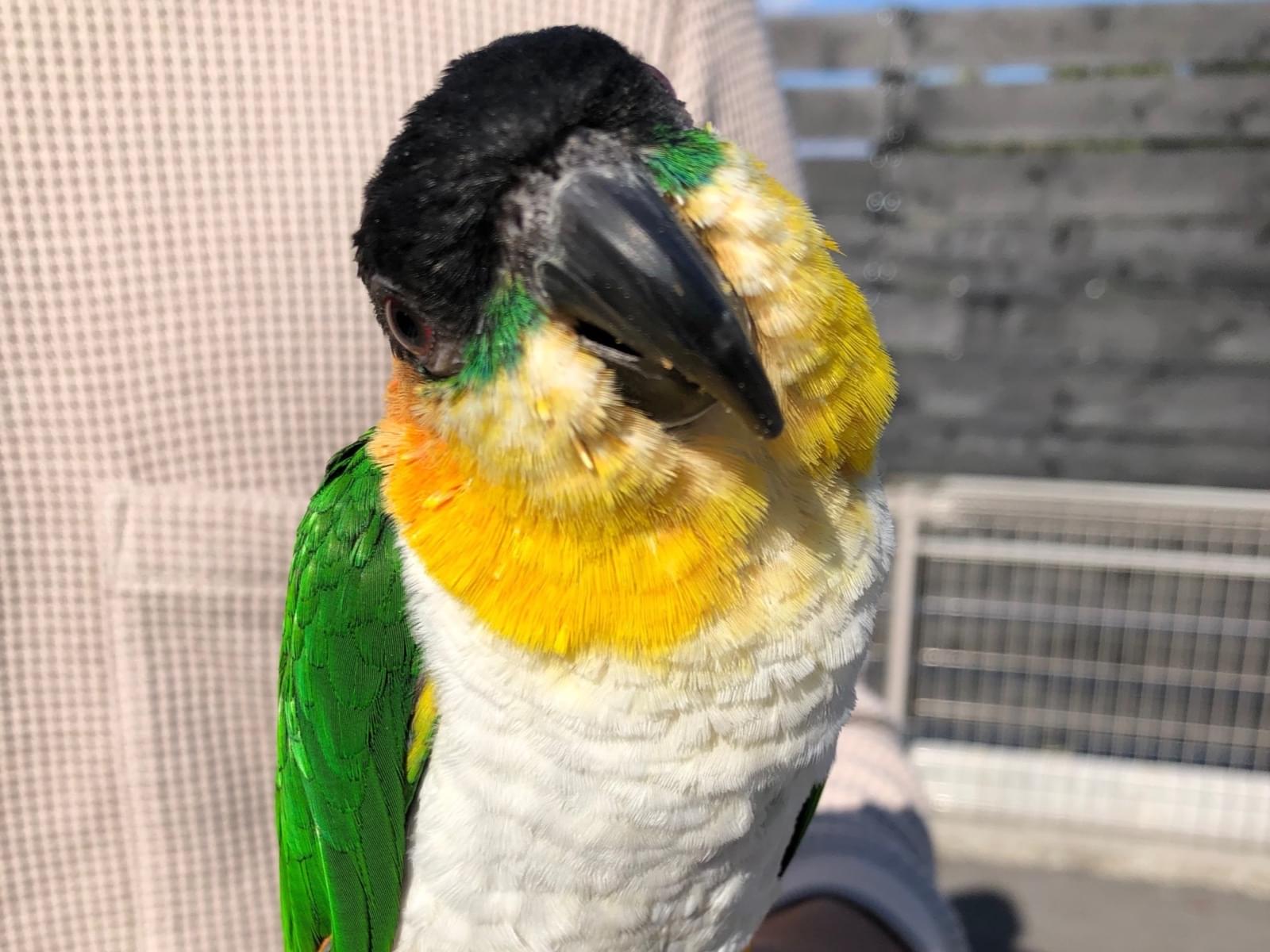 ニコちゃん ニコちゃん