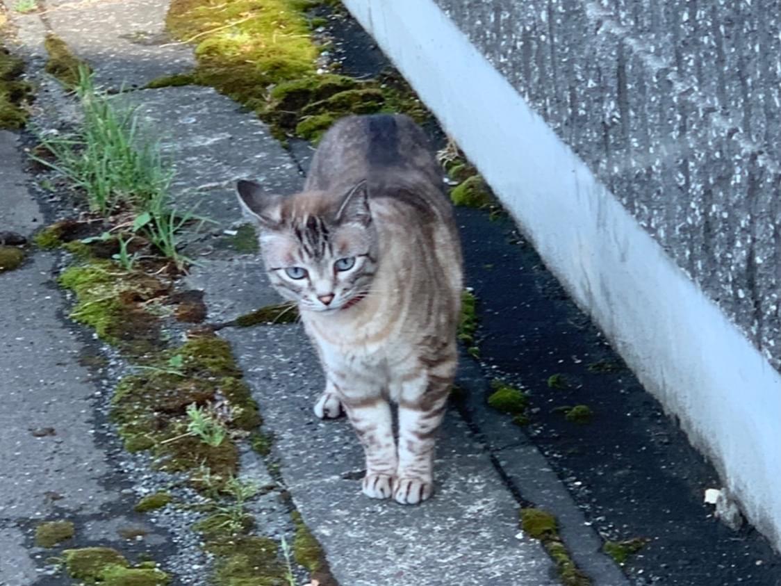 目撃された猫 目撃された猫
