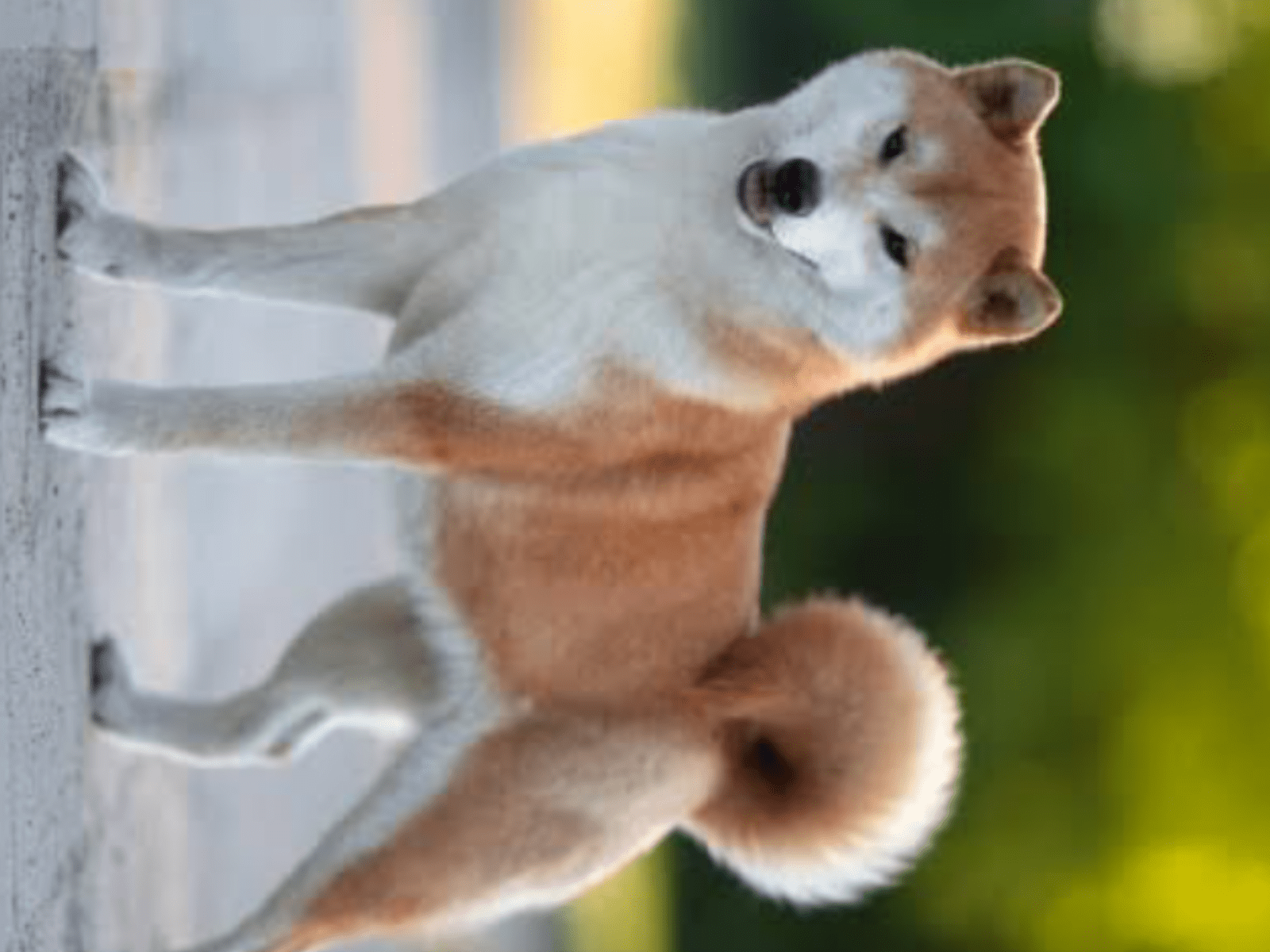 目撃された犬 目撃された犬