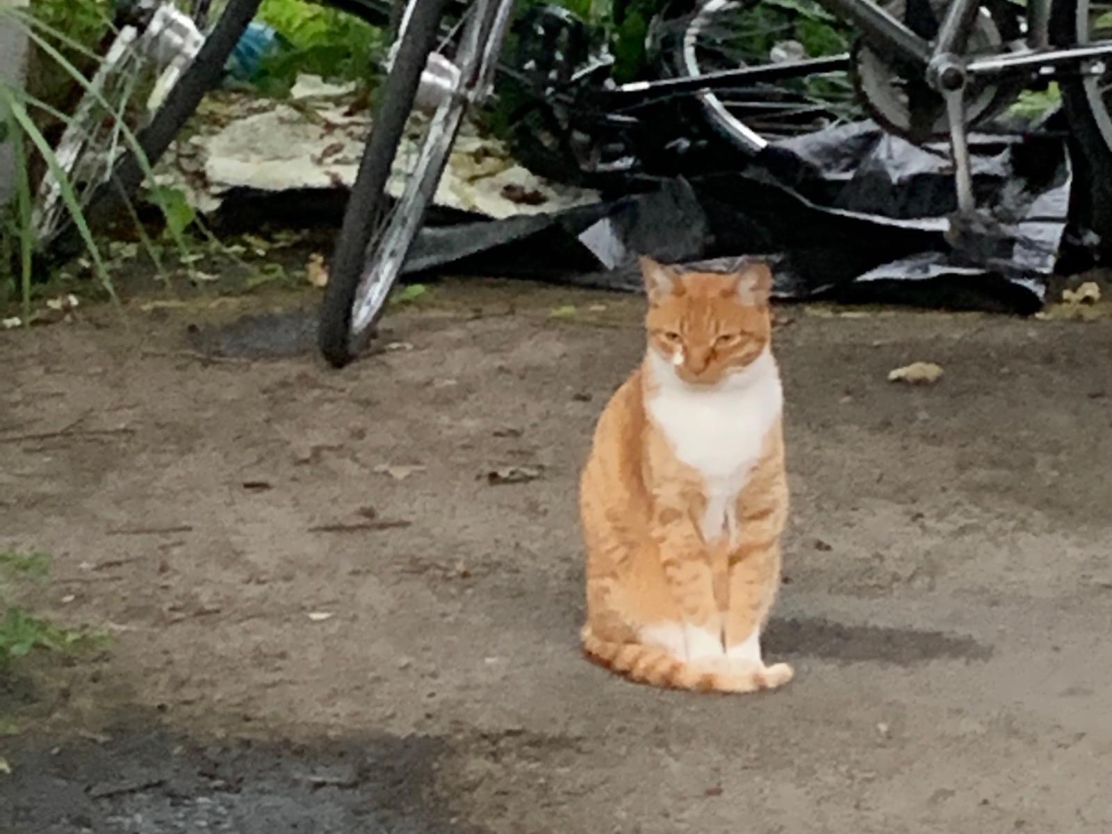 ちゃたちゃん ちゃたちゃん