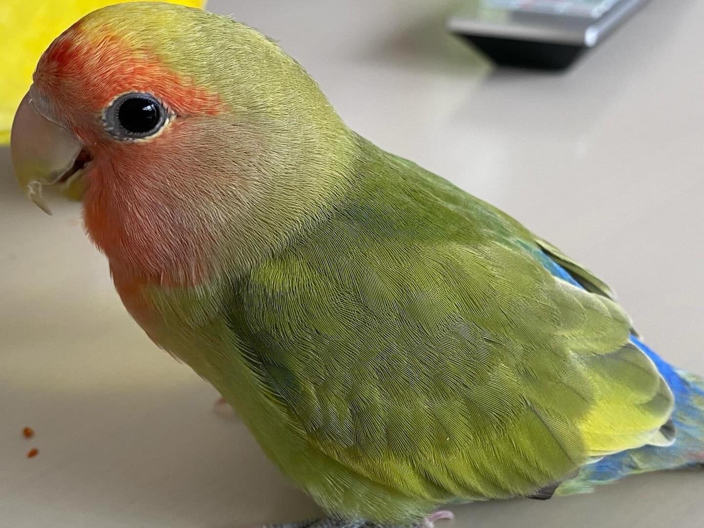 ハニちゃん ハニちゃん