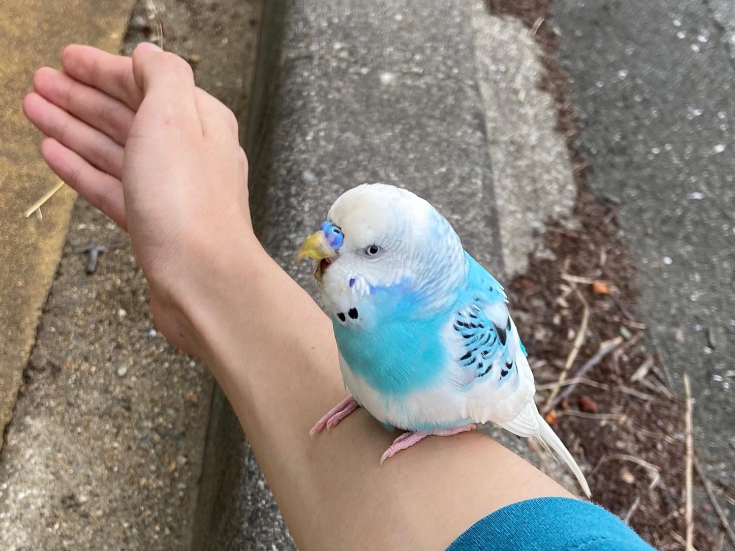 目撃された鳥 目撃された鳥