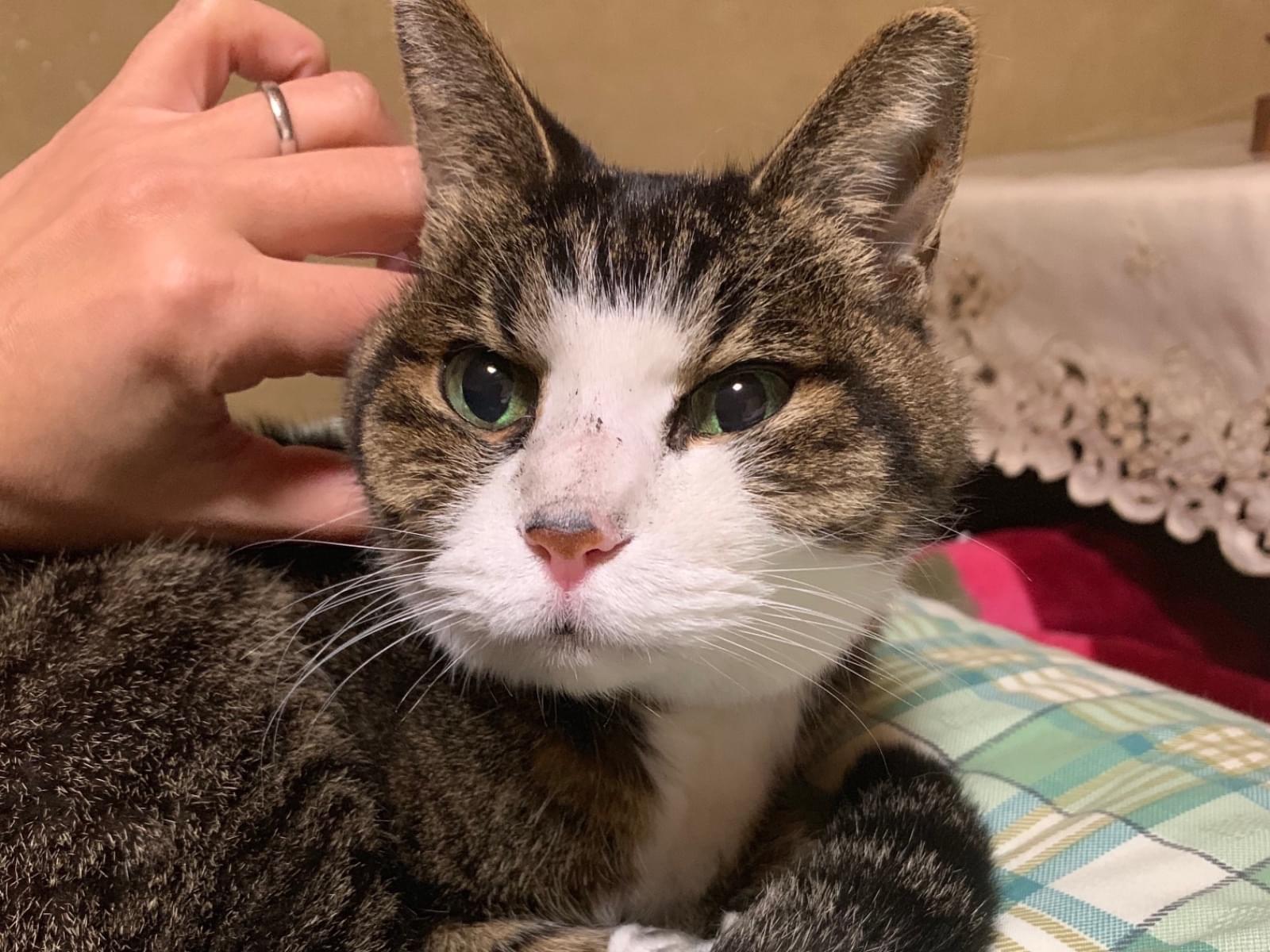 保護された猫 保護された猫