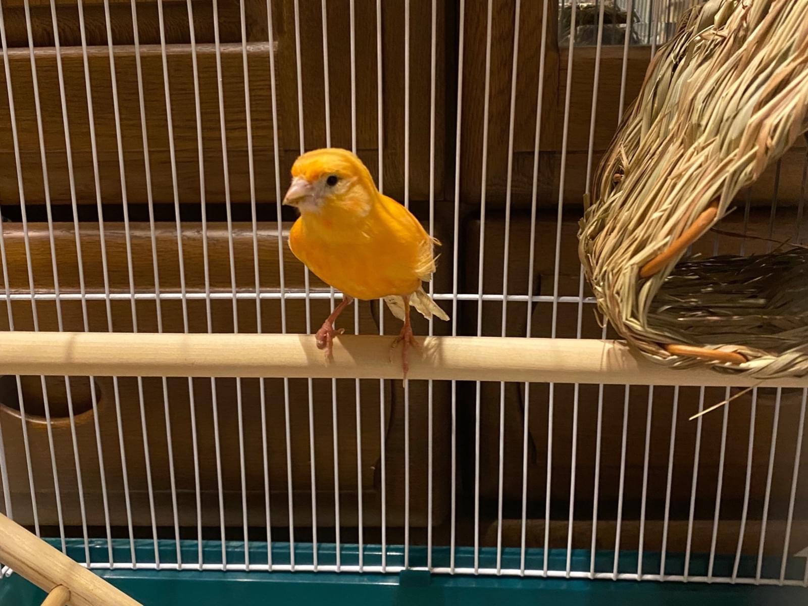 保護された鳥 保護された鳥