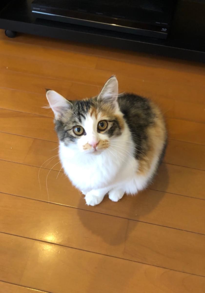 茶・黒・白の小柄な三毛猫を探しています