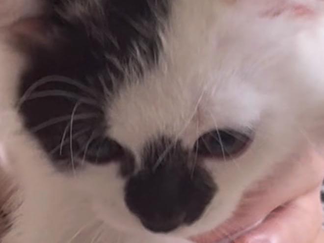 ブッコちゃん ブッコちゃん