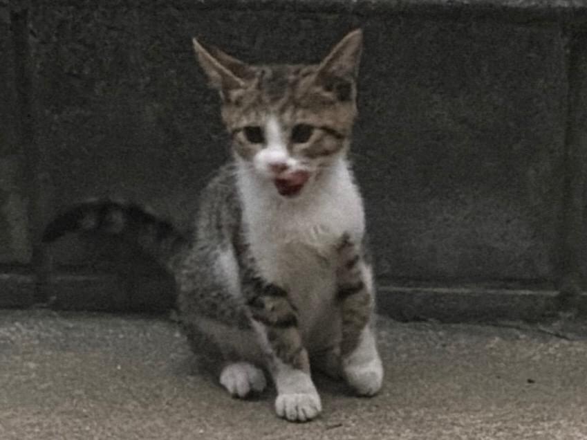 とらっきーちゃん とらっきーちゃん