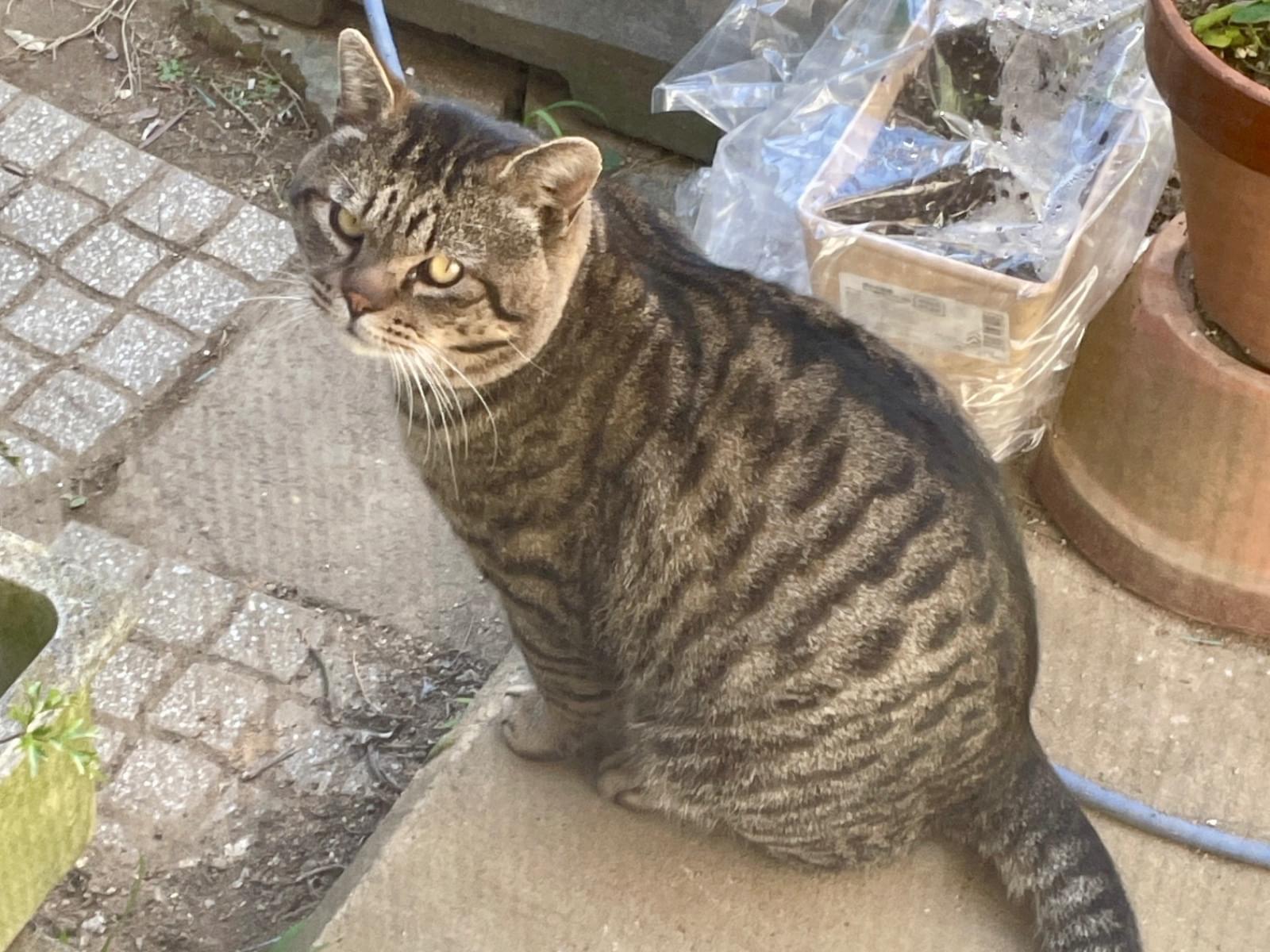 目撃された猫 目撃された猫