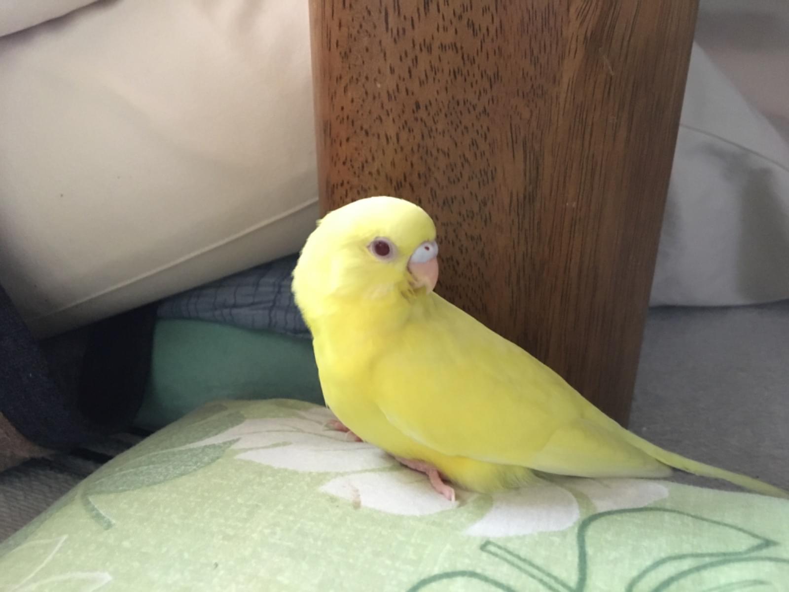 れもんちゃん れもんちゃん