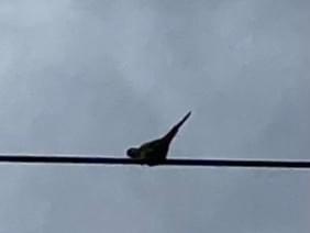 目撃された鳥 目撃された鳥