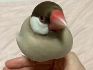 シナモン文鳥を探しています