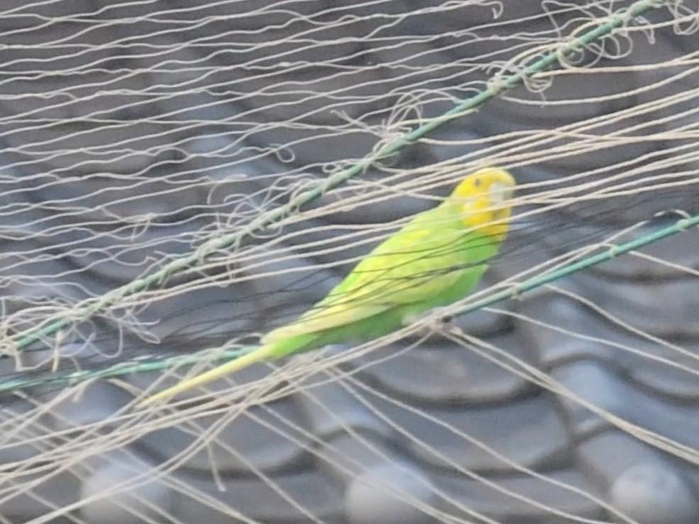 目撃された鳥 目撃された鳥