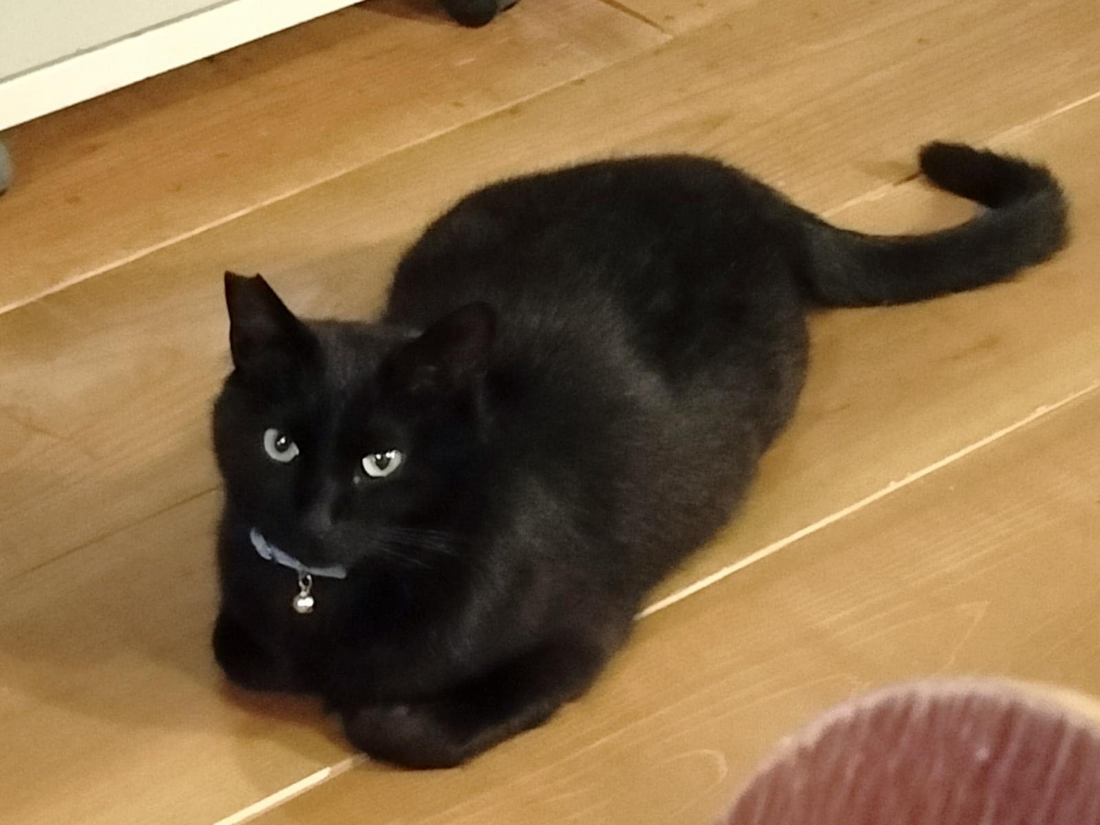 モカちゃん モカちゃん