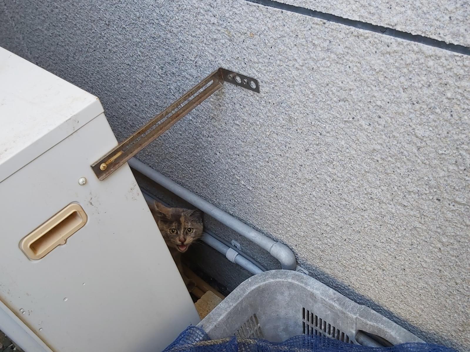 目撃された猫 目撃された猫