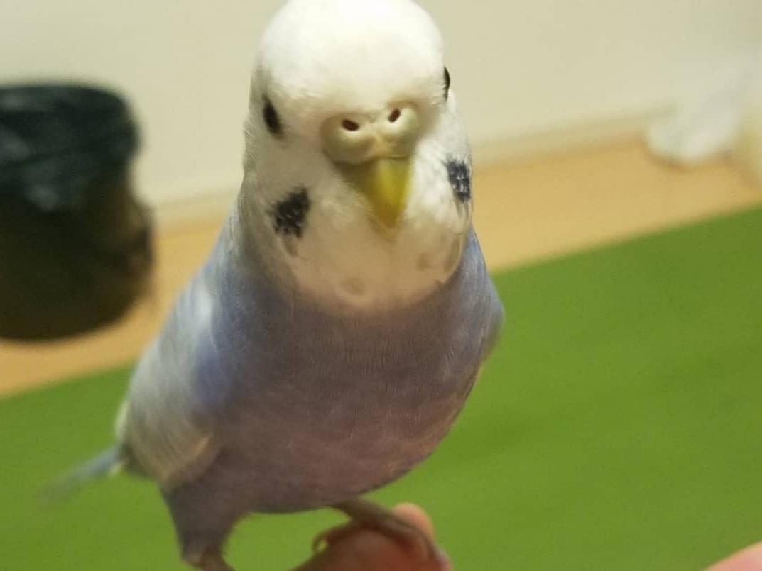 こむぎちゃん こむぎちゃん