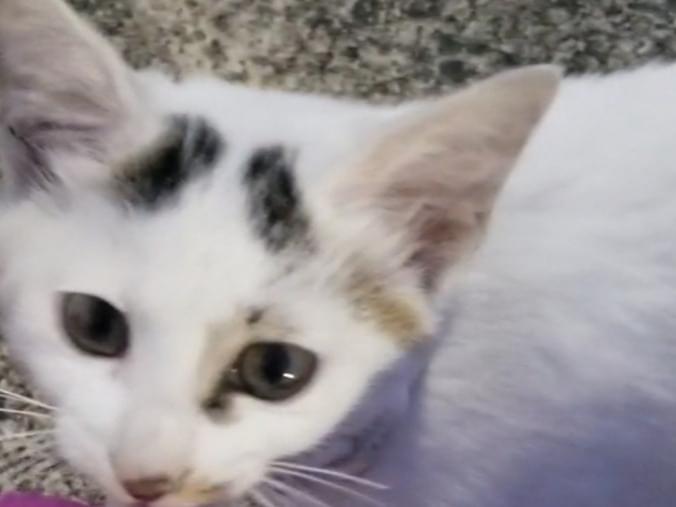 目撃された猫 目撃された猫