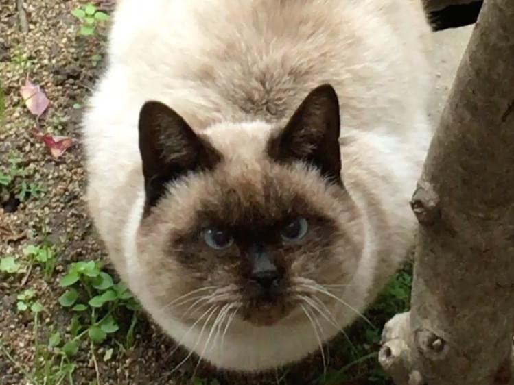 目撃された猫 目撃された猫