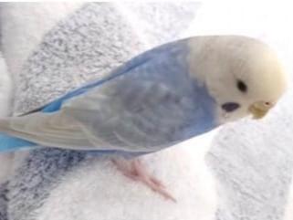イセちゃん イセちゃん