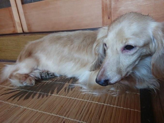 保護された犬 保護された犬