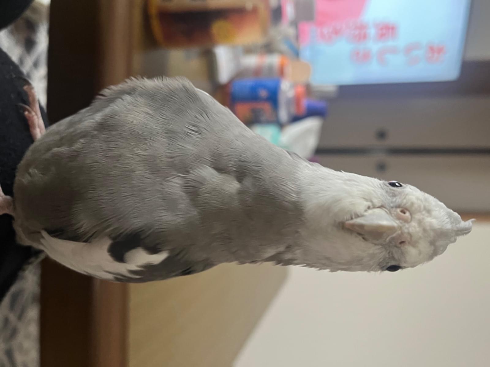 ひよりちゃん ひよりちゃん