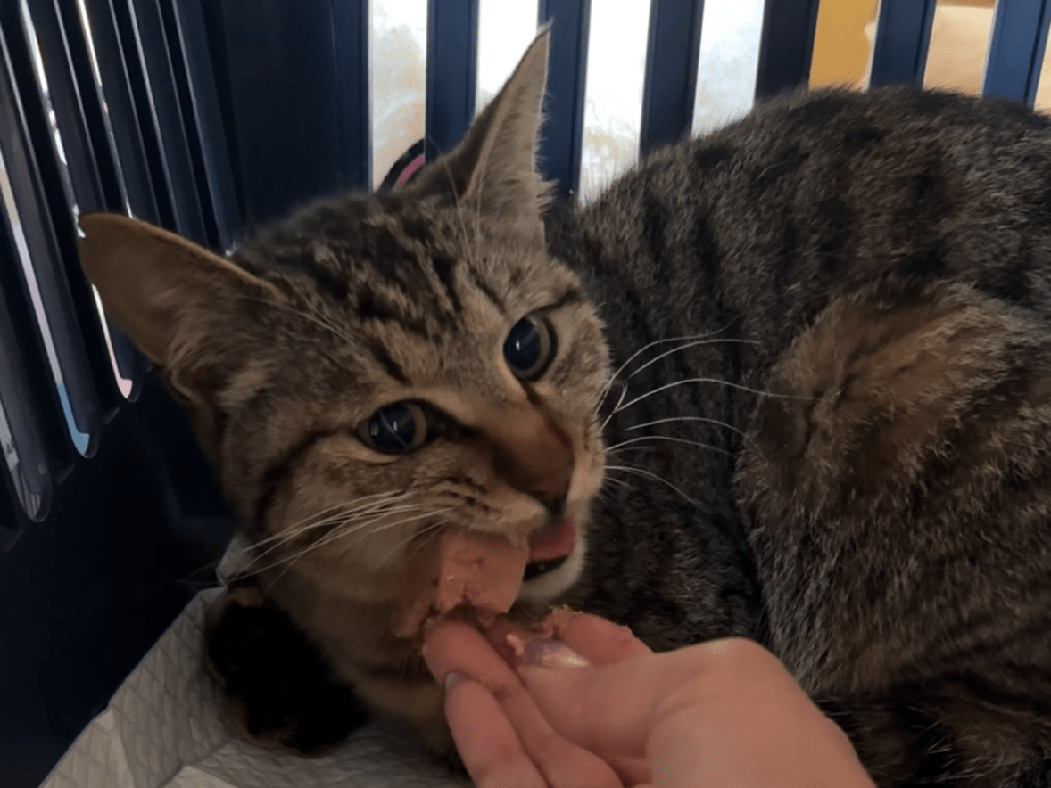 保護された猫 保護された猫