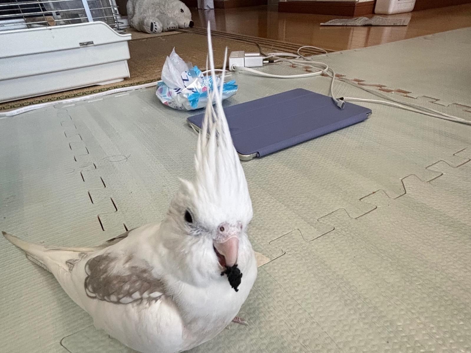 ピノちゃん ピノちゃん