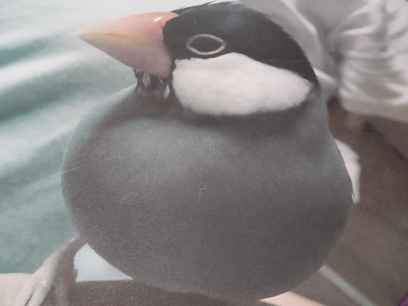 ぶんこちゃん ぶんこちゃん