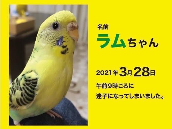 ラムちゃん ラムちゃん