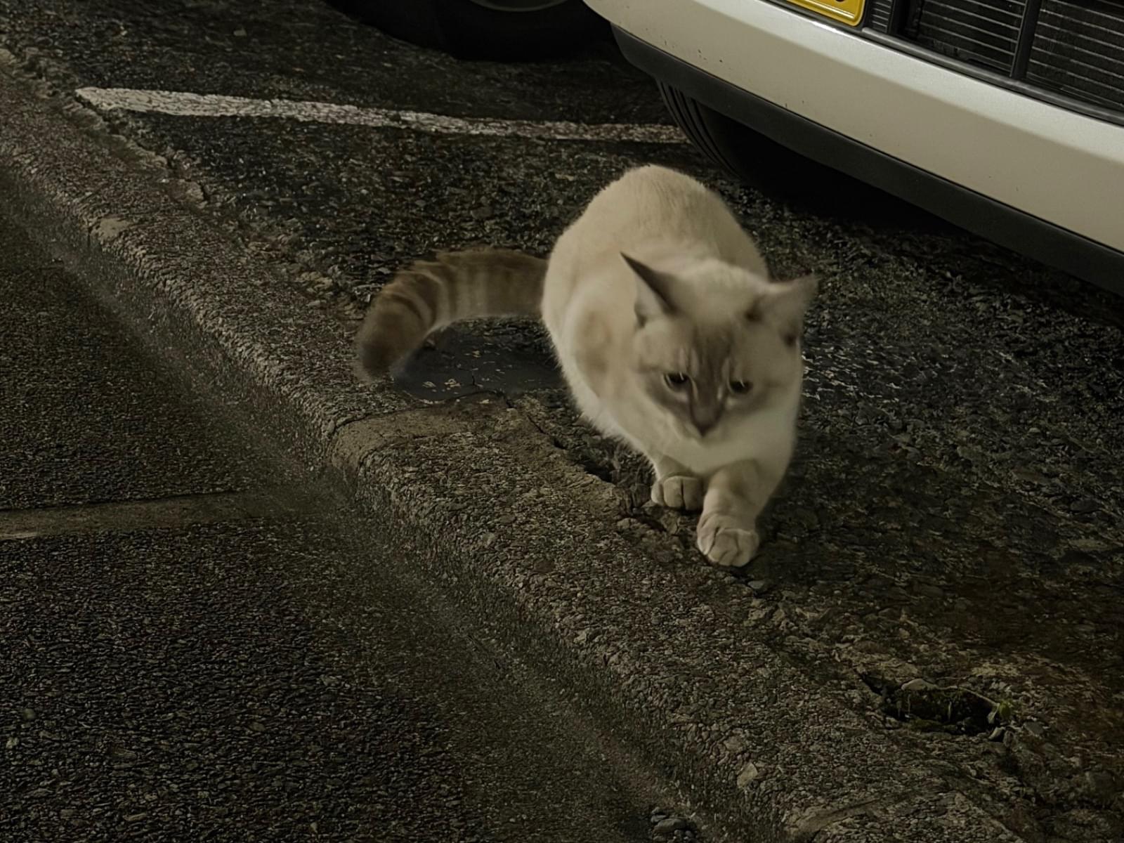 目撃された猫