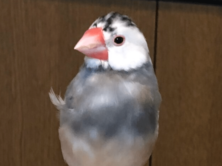 ピピちゃん ピピちゃん