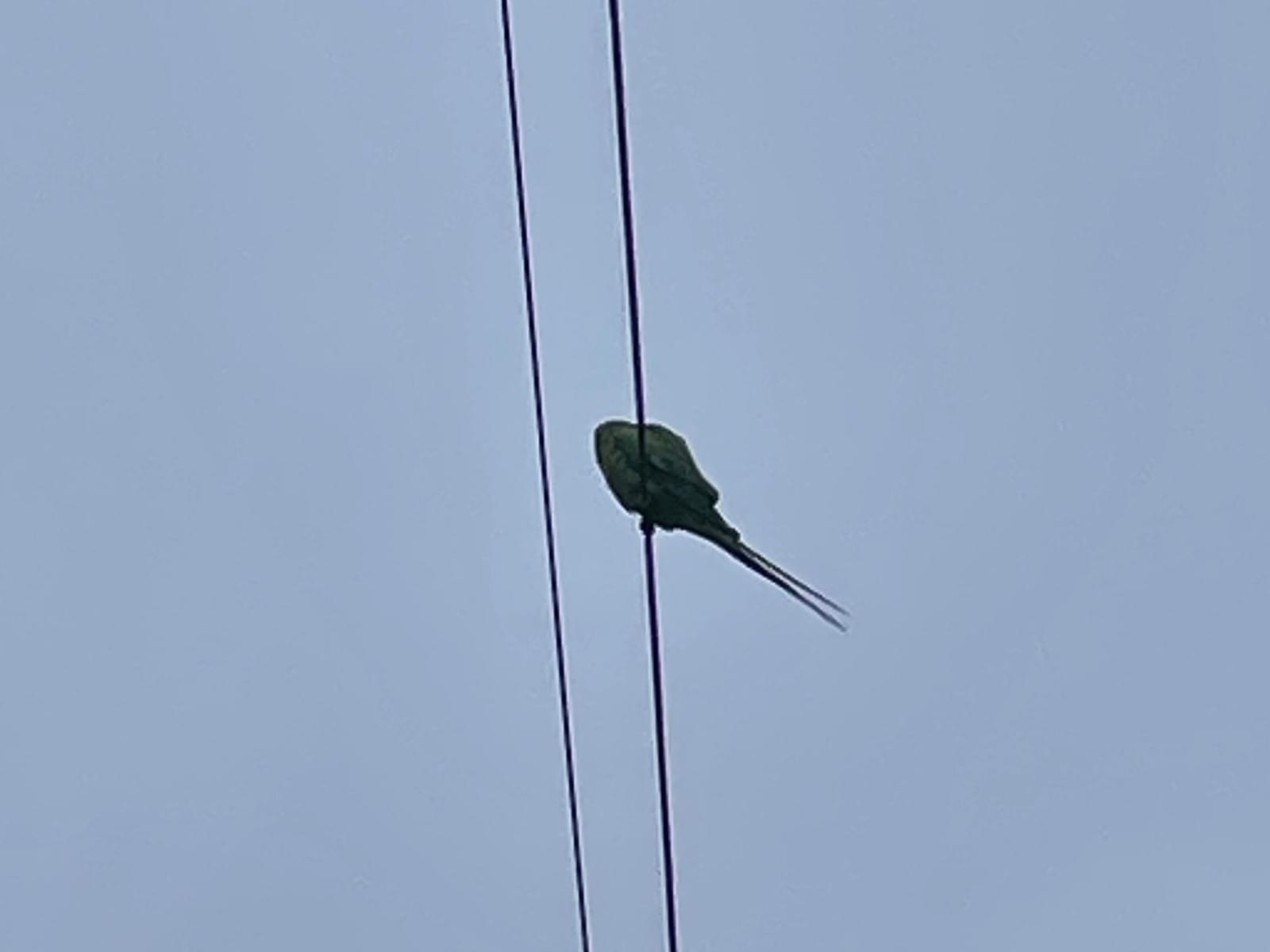 目撃された鳥