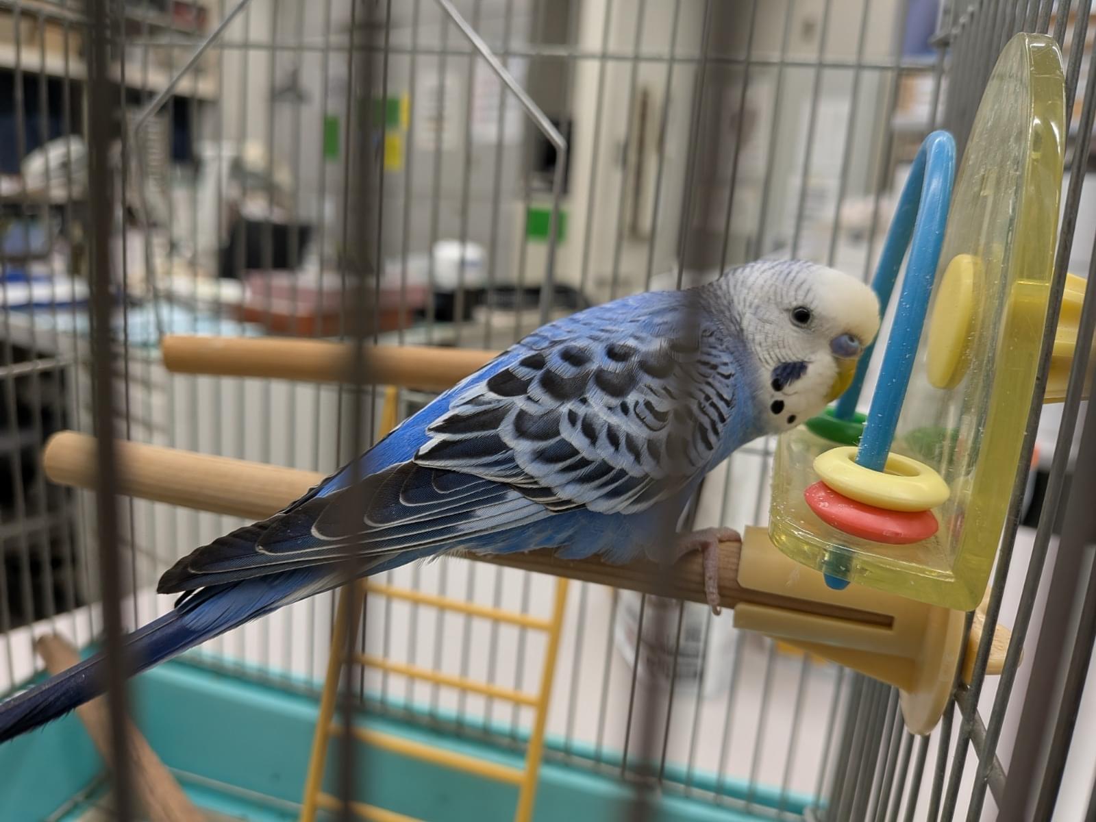 保護された鳥 保護された鳥