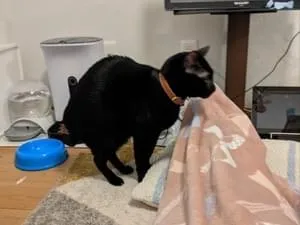 全国の迷子の猫 (1928件)