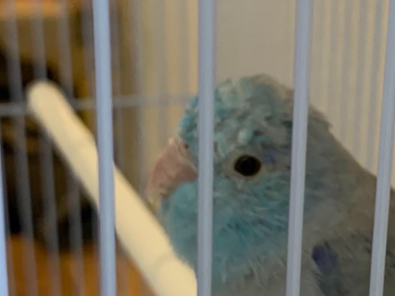 保護された鳥 保護された鳥