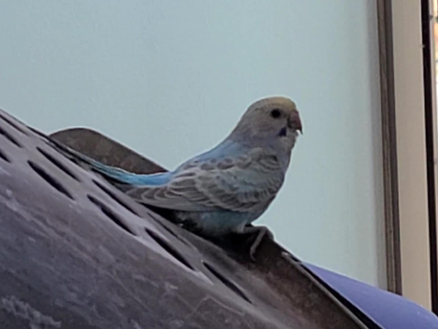 目撃された鳥 目撃された鳥