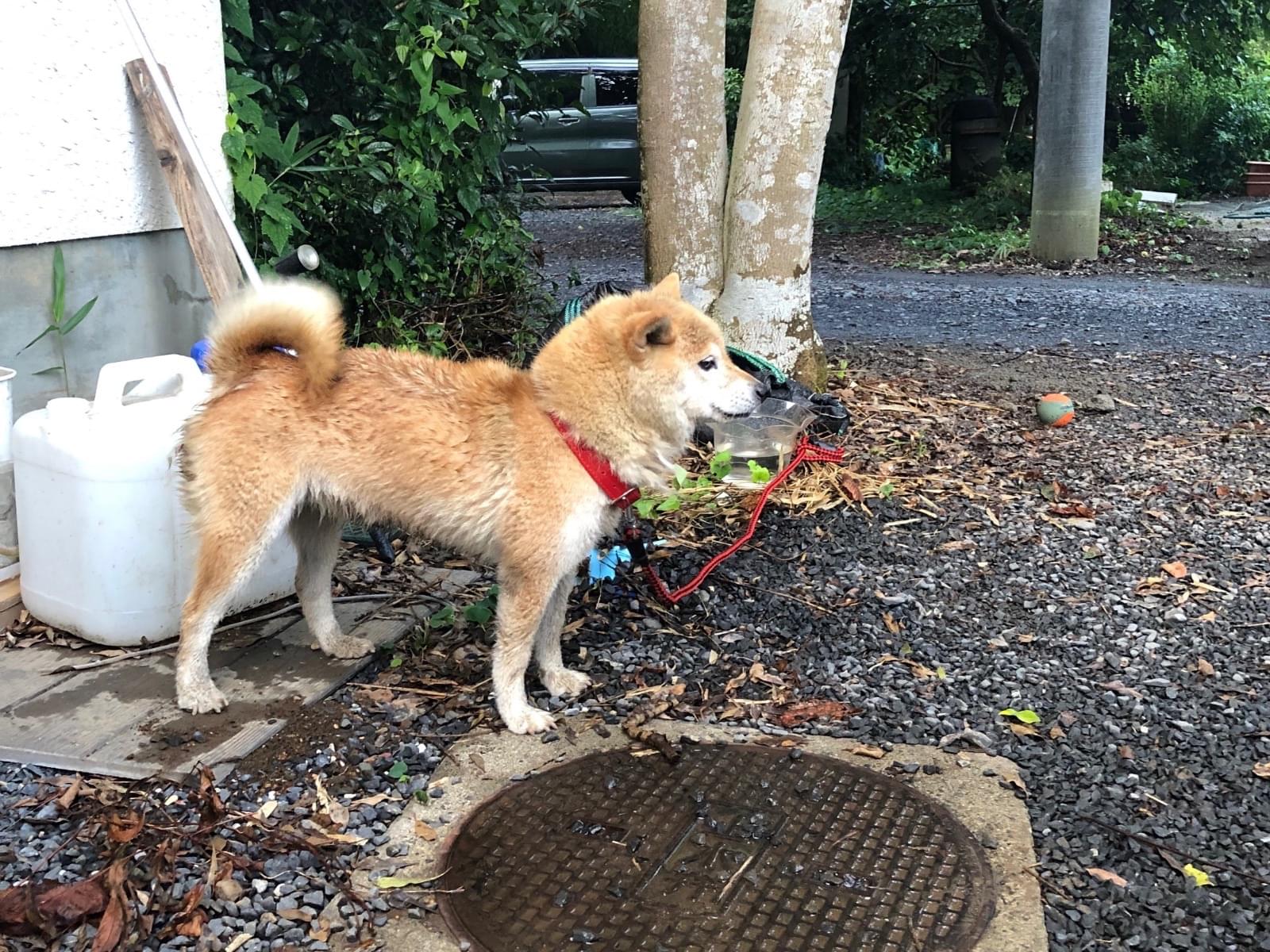 保護された犬 保護された犬
