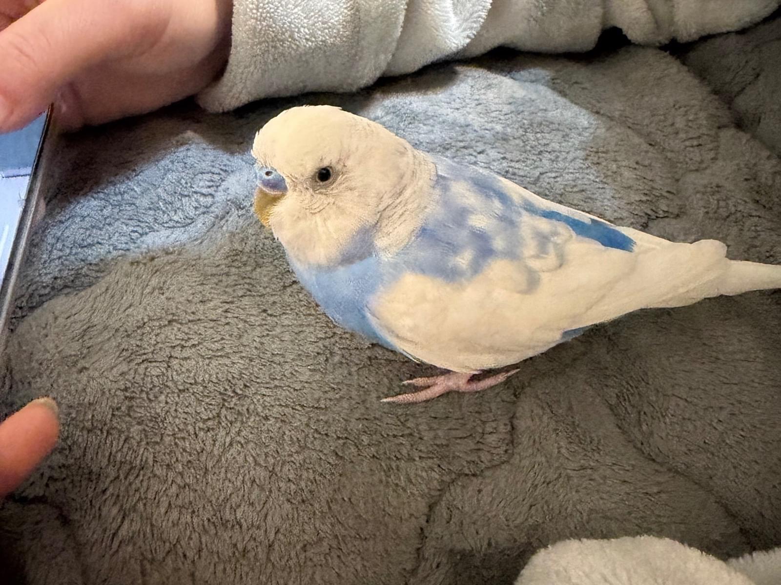 ちぇいちぇいちゃん ちぇいちぇいちゃん