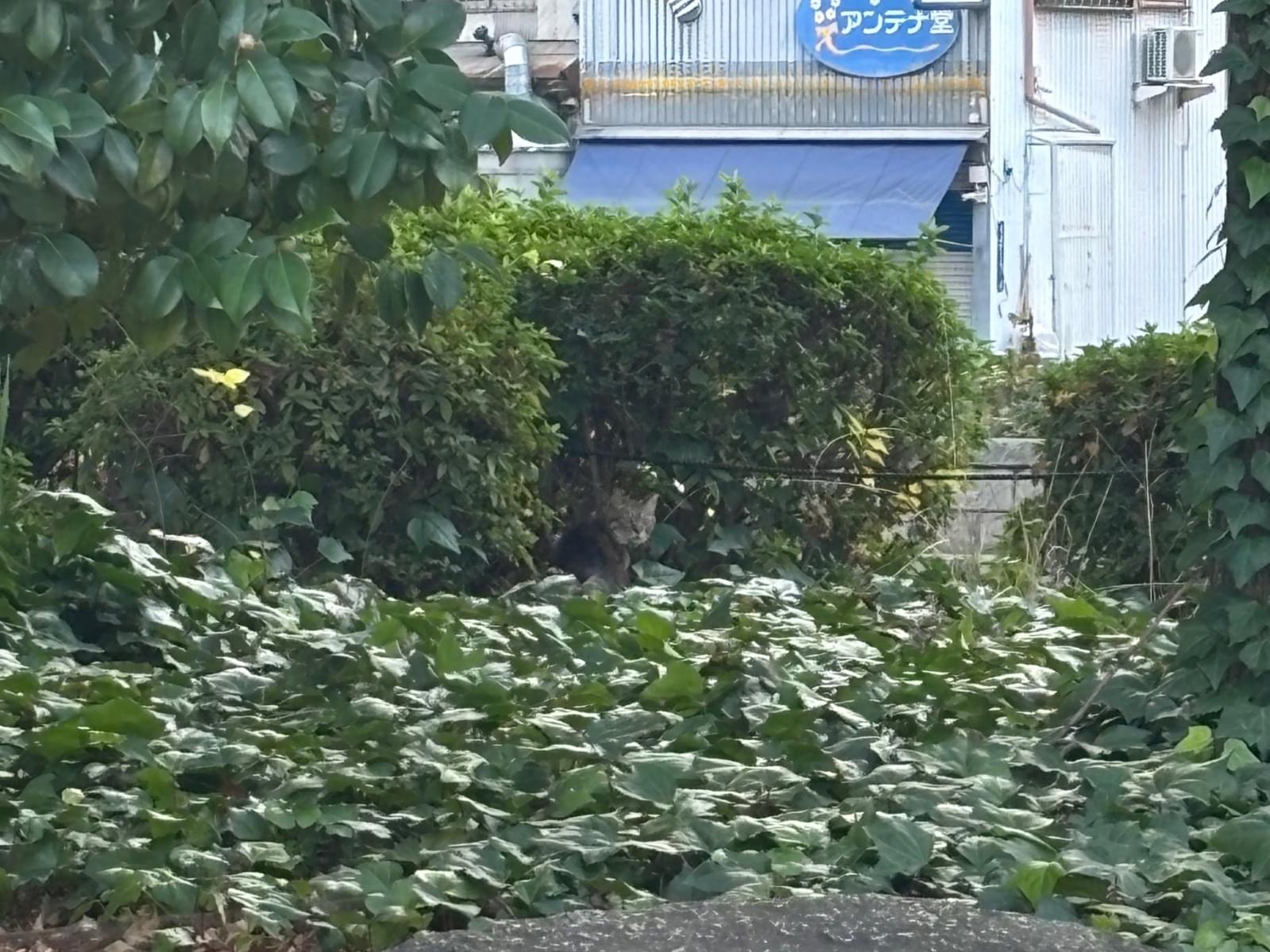 目撃された猫 目撃された猫