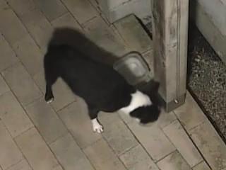 目撃された犬 目撃された犬