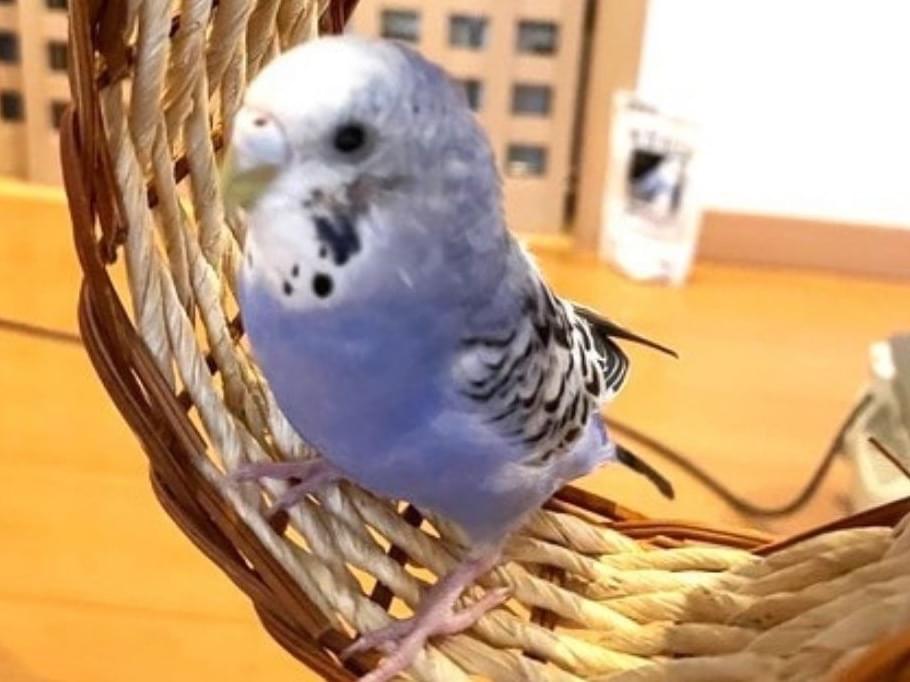 ムーちゃん ムーちゃん