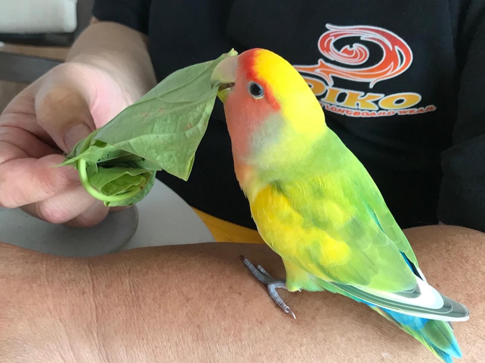 さくらちゃん さくらちゃん