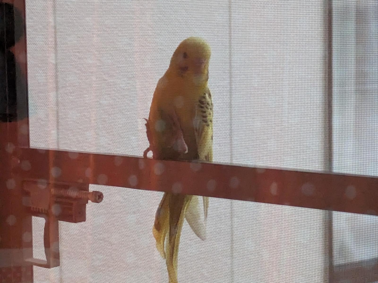 目撃された鳥 目撃された鳥